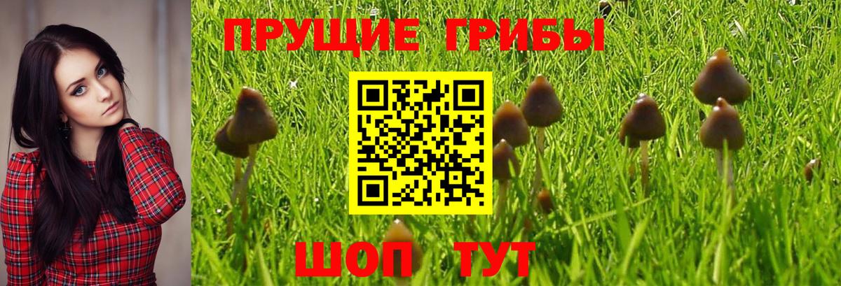 Ейск  Галлюциногенные грибы GOLDEN TEACHER  закладки  Вход с VPN 